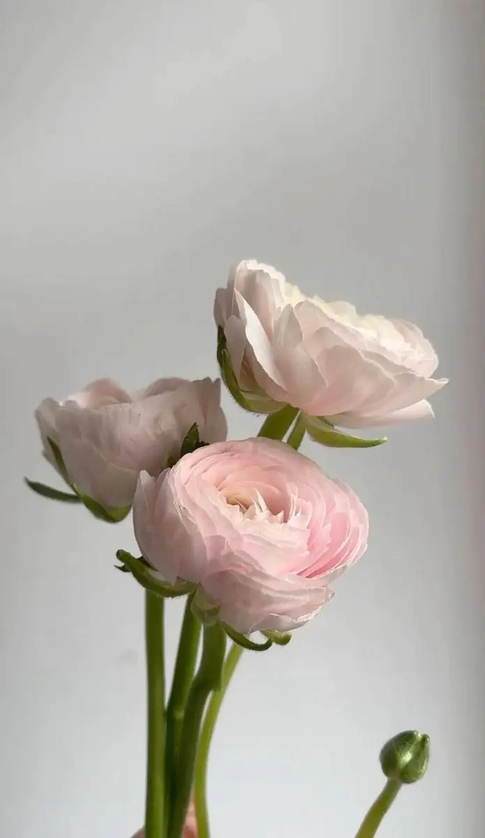 Ранункулюс