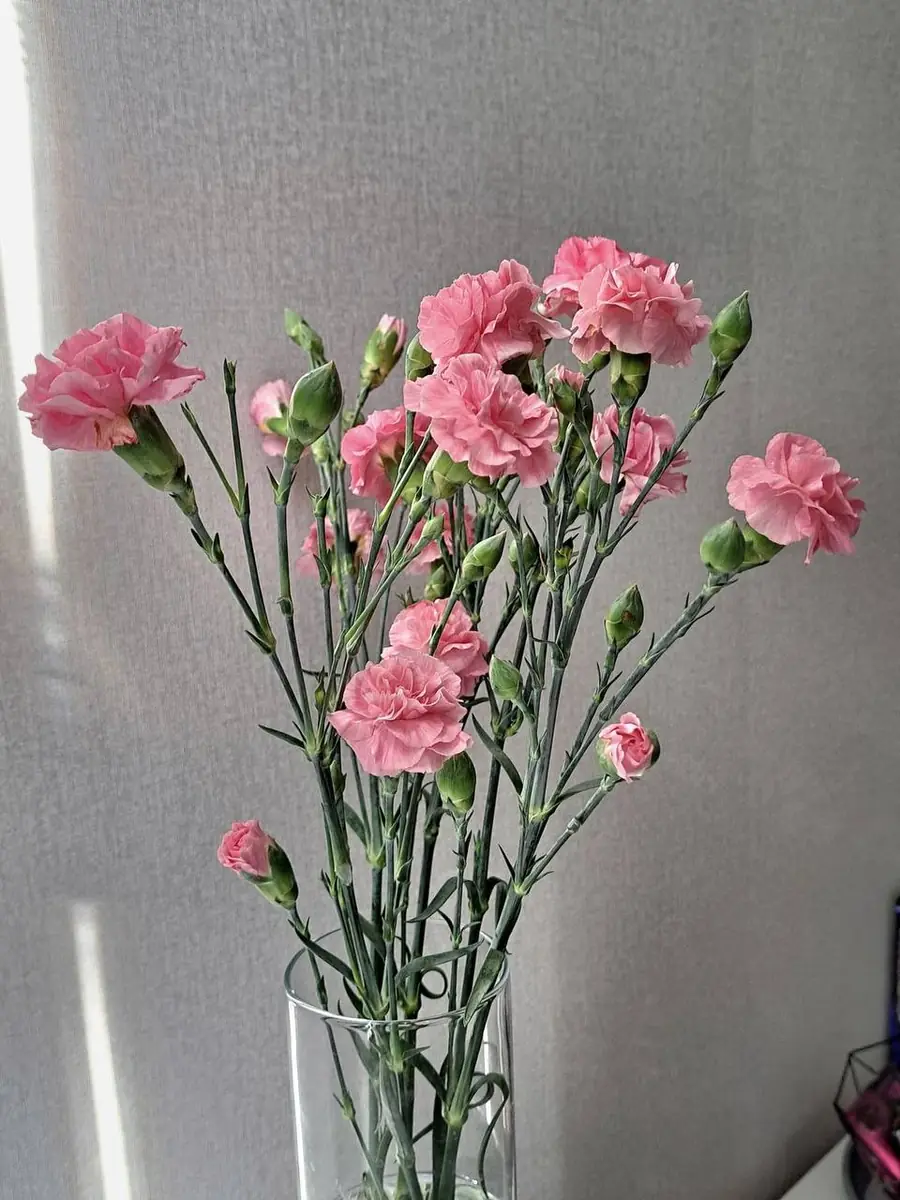 Гвоздика кущова